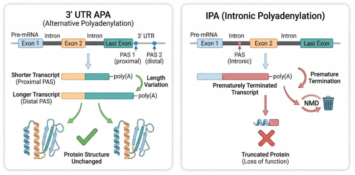 3' UTR APA and IPA mechanisms