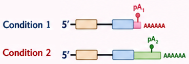 Differential APA Events