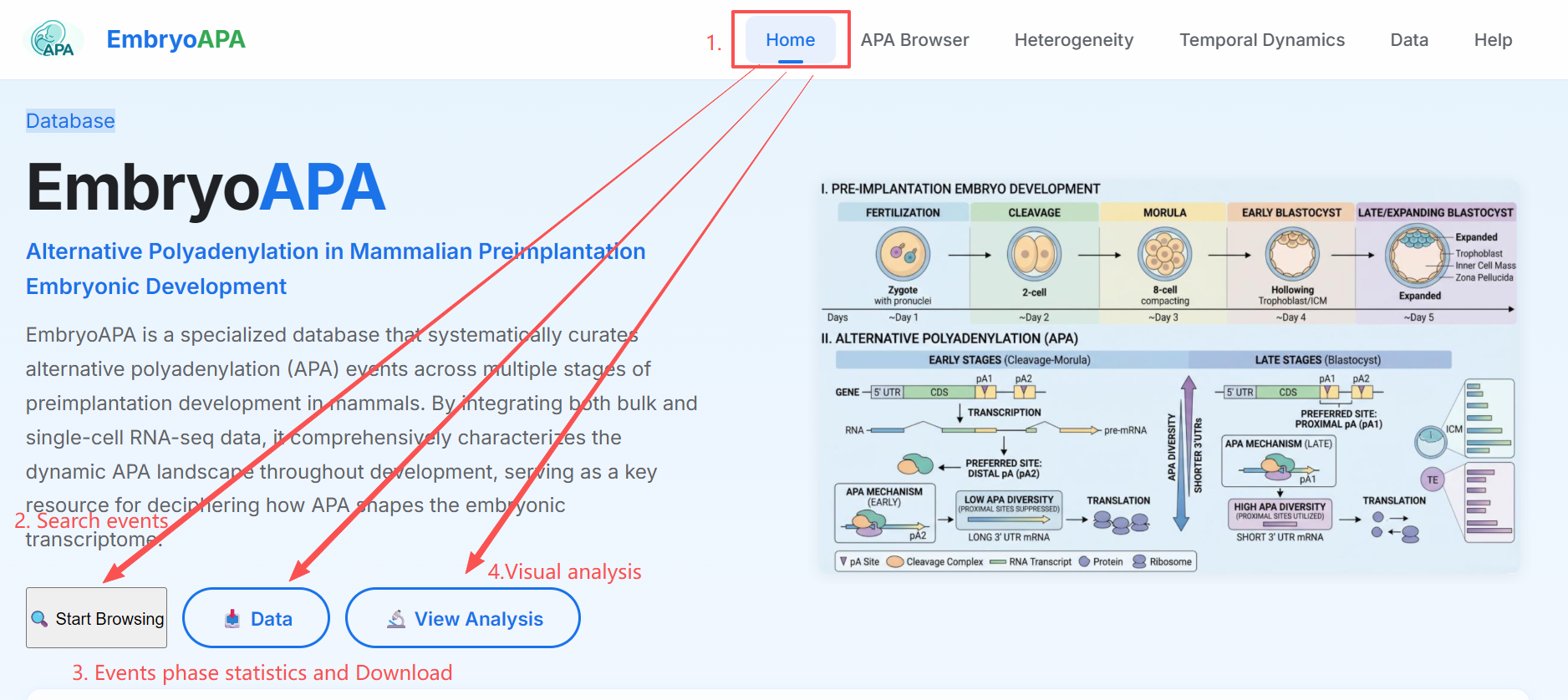 EmbryoAPA Homepage Overview